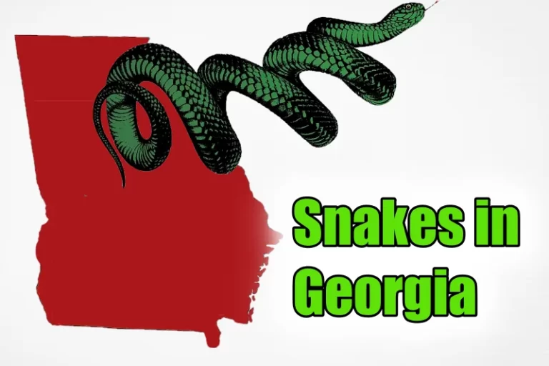 Snakes in Georgia