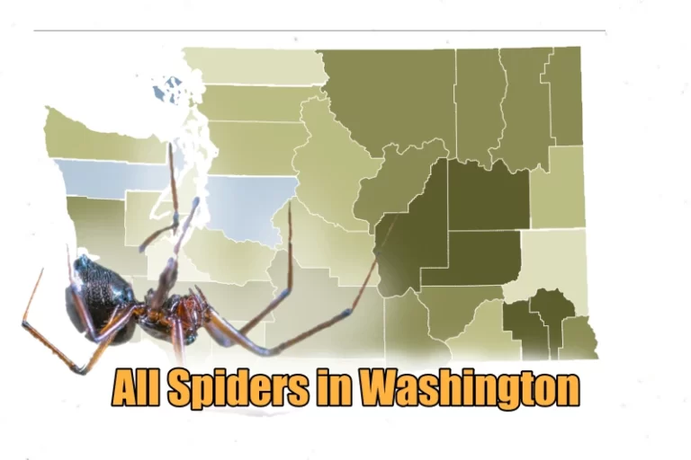 Spiders in Washington