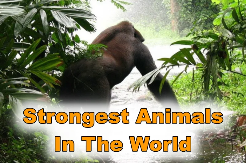 Strongest Animals In The World