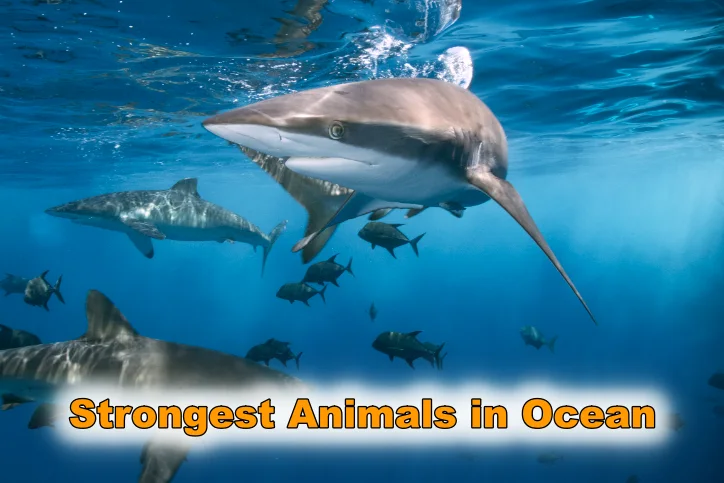 Strongest Animals in Ocean