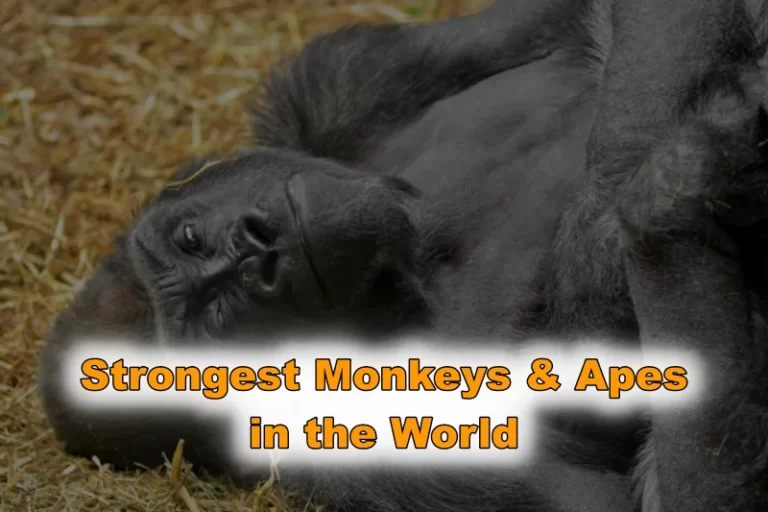 Strongest Monkeys & Apes in the World