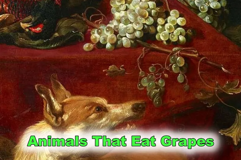 animals eat grapes