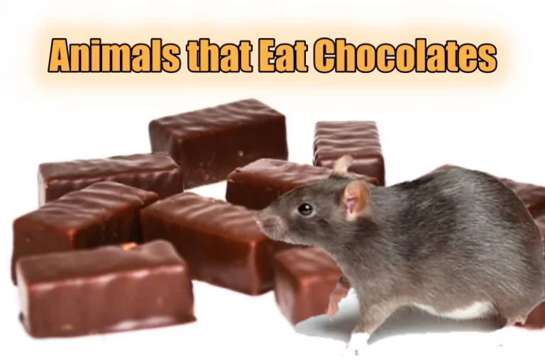 Animals that Eat Chocolates
