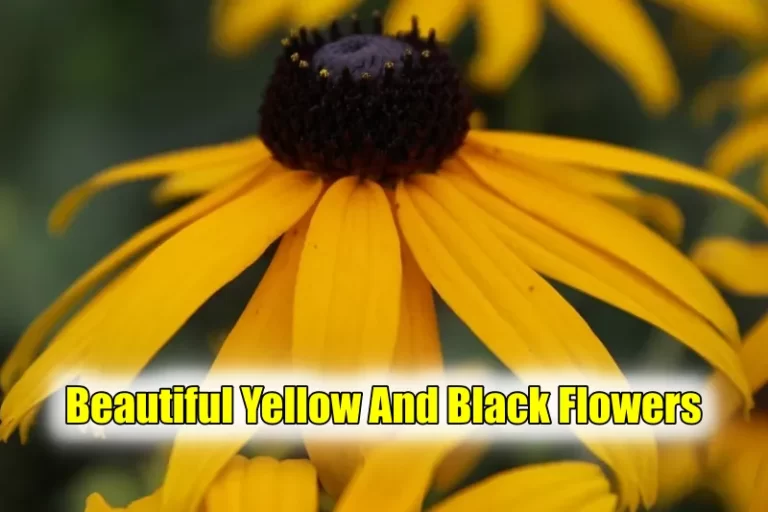 Yellow And Black Flowers