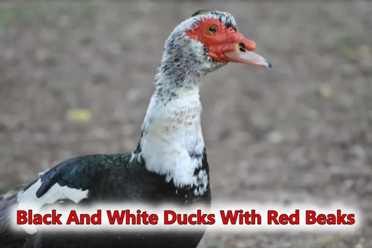 Black And White Ducks With Red Beaks
