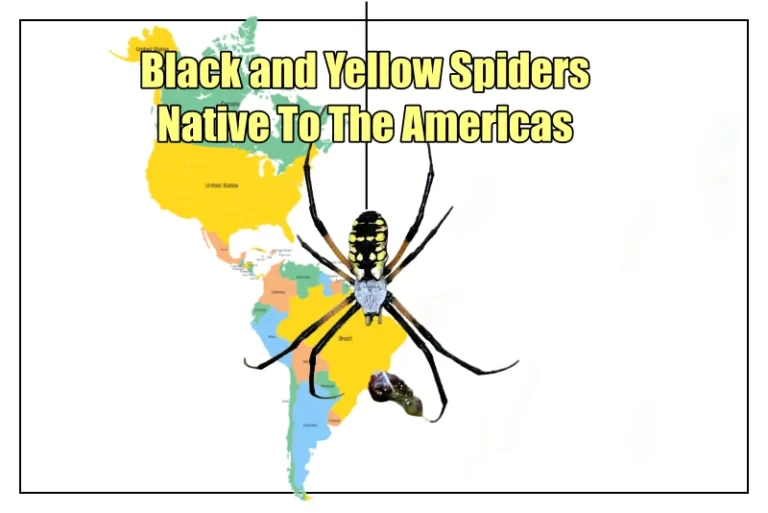 Black and Yellow Spiders