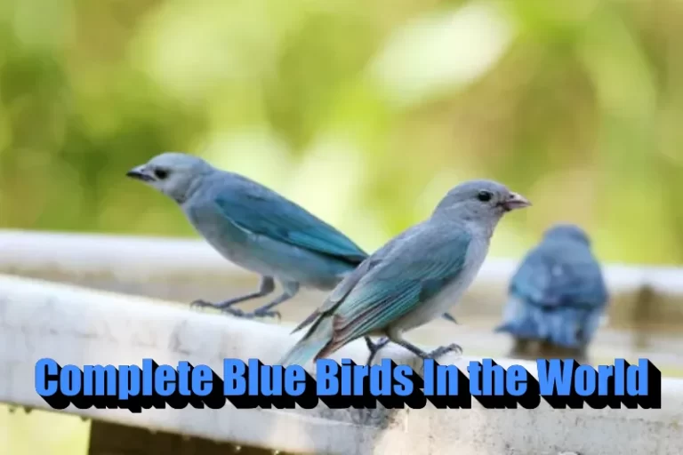 Blue Birds In the World