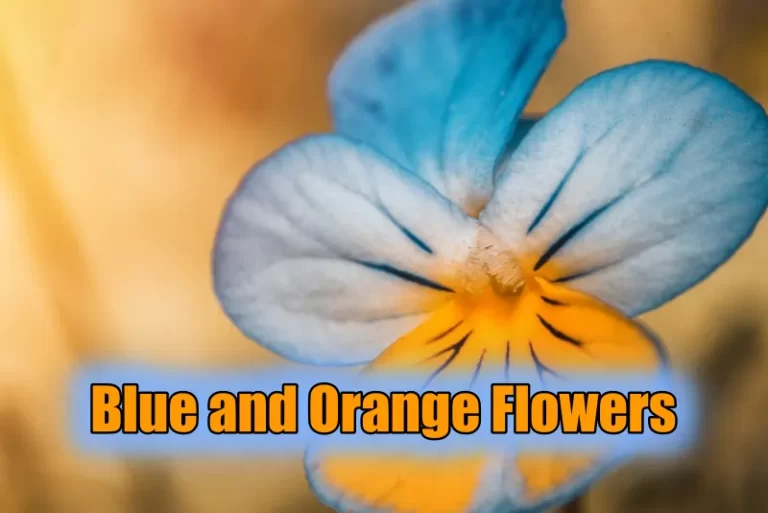 Blue and Orange Flowers