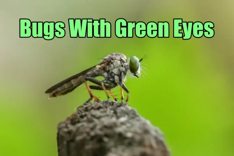 Green Eyed Insect