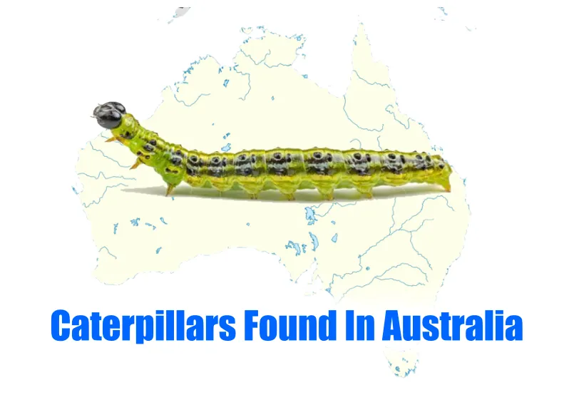 Caterpillars Found In Australia