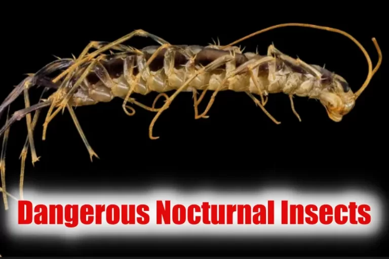 Dangerous Nocturnal Insects