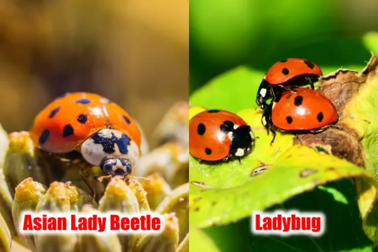 Asian Lady Beetles and Ladybugs