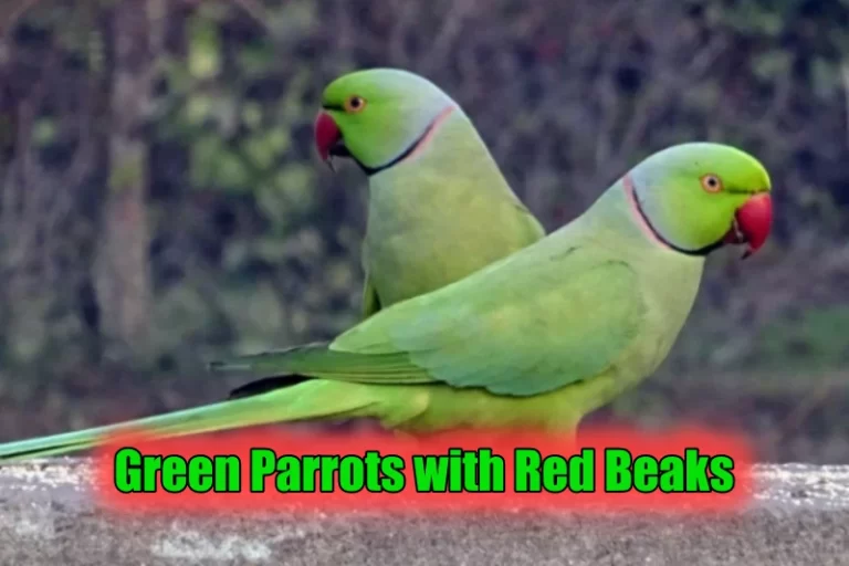 Green Parrots with Red Beaks