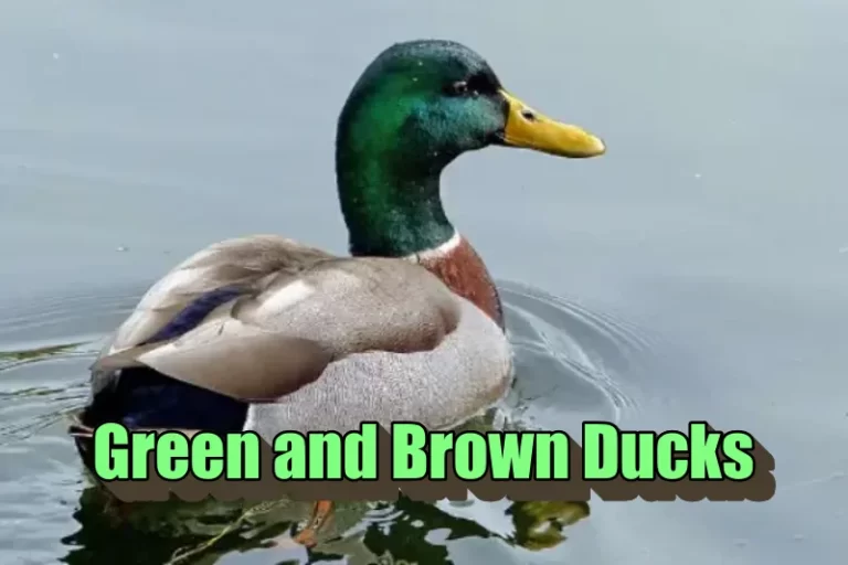Green and Brown Ducks