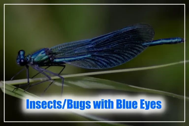 Insects with Blue eyes