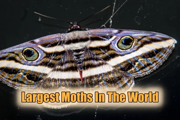 Largest Moths In The World