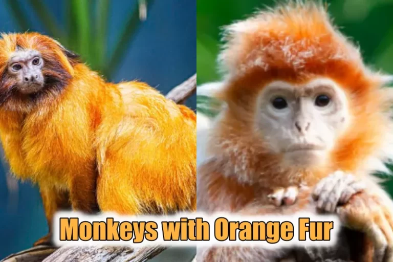 Monkeys with Orange Fur