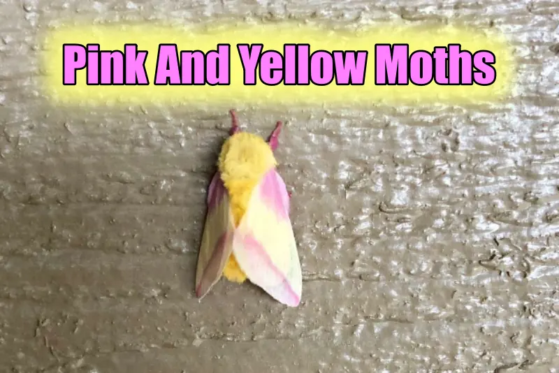 Pink and Yellow Moths