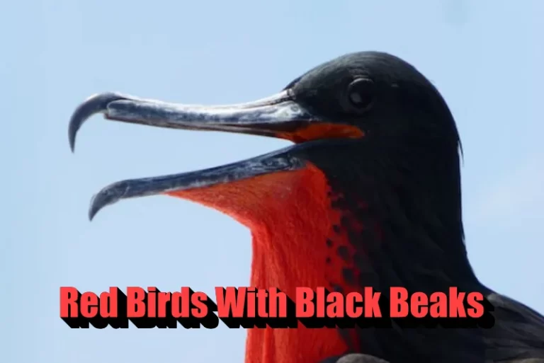 Red Birds With Black Beaks