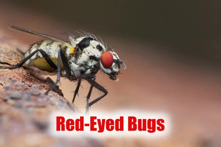 Red-Eyed Bugs