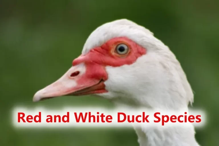 Red and White Duck Species