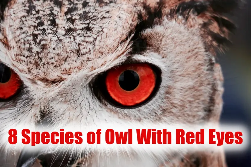 Owl With Red Eyes