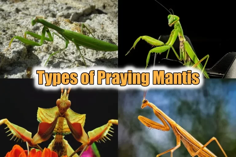 Types of Praying Mantis