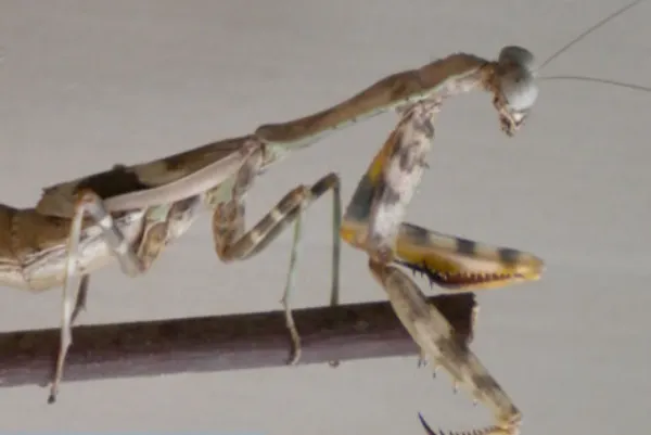 Budwing Mantis