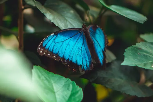 Menelaus Blue Morpho Butterfly