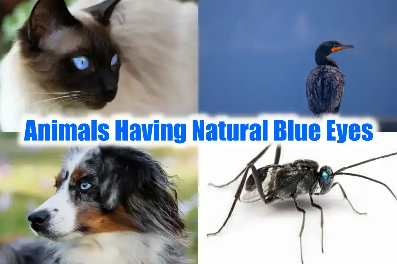 Animals Having Natural Blue Eyes