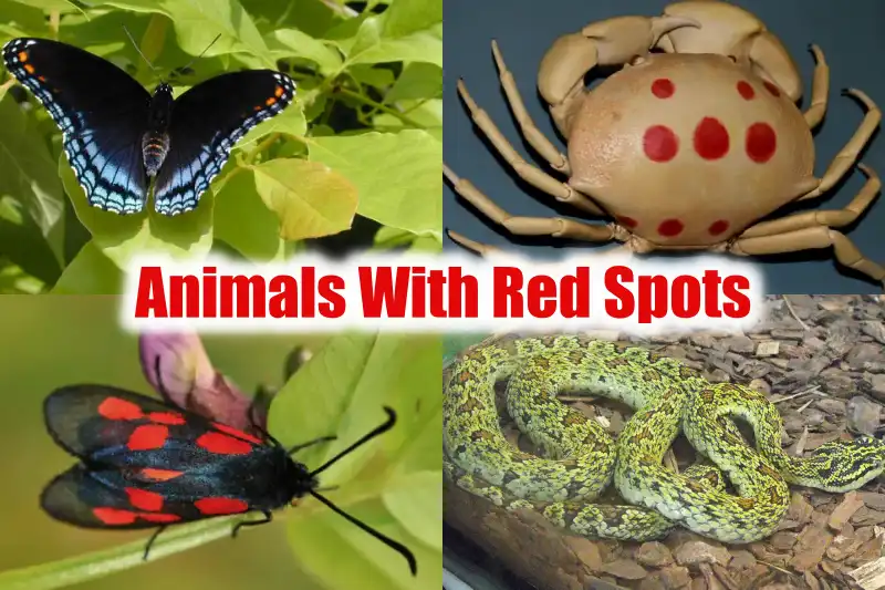 Animals With Red Spots