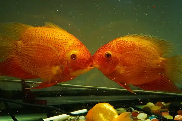 Red-spotted severum
