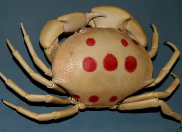 Spotted Reef Crab