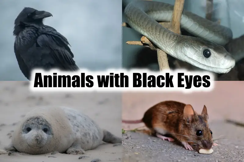 Animals with Black Eyes