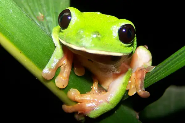 Black-eyed leaf frog