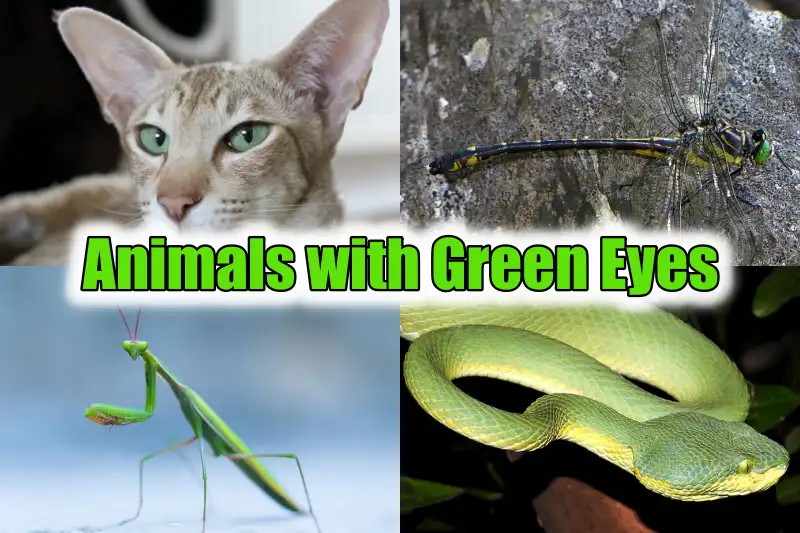 Animals with Green Eyes