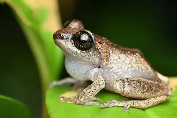 Green-Eyed Tree Frog