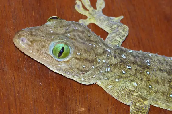 Smith's Green-Eyed Gecko