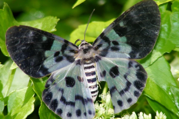Blue Tiger Moth