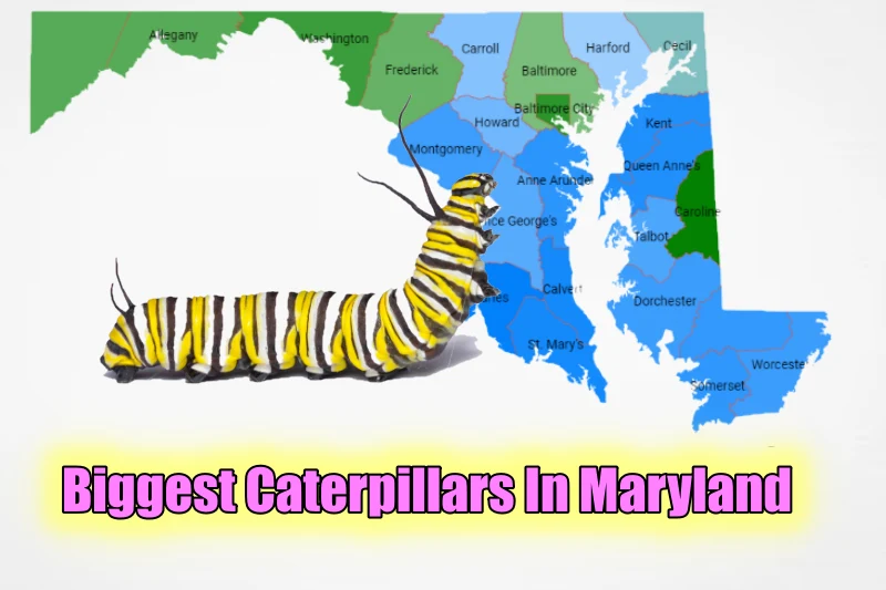 Biggest Caterpillars In Maryland