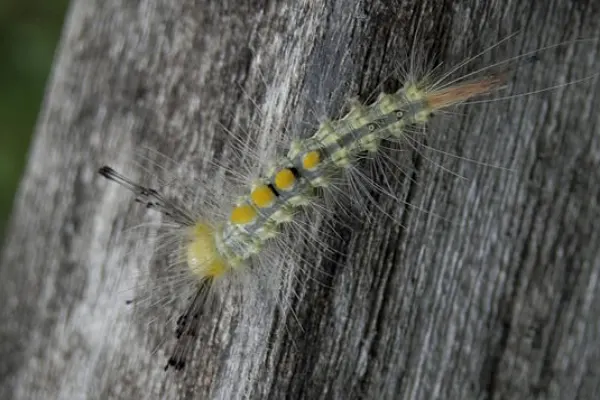 Definite Tussock Moth Caterpillar