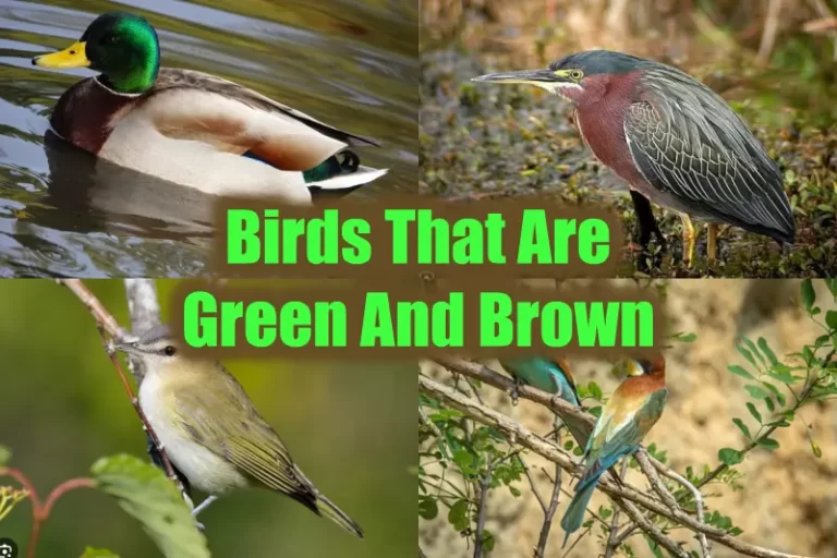 Birds That Are Green And Brown