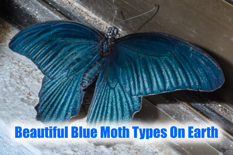 Blue Moth Types