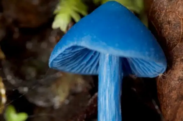 Blue Pinkgill Mushroom