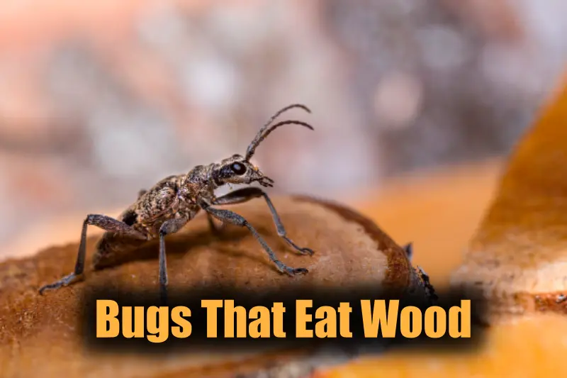 Bugs That Eat Wood