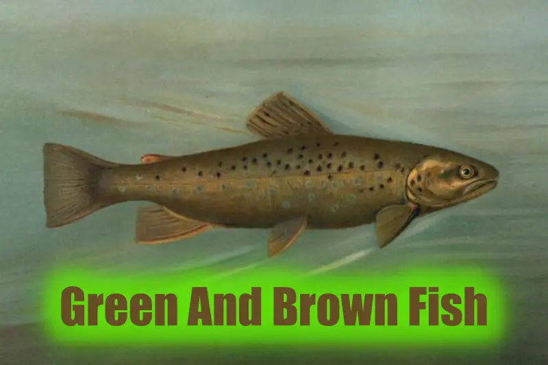 Green And Brown Fish