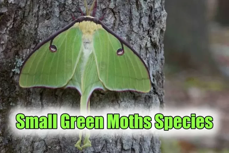 Green Moths
