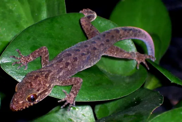 Marbled bow-fingered gecko