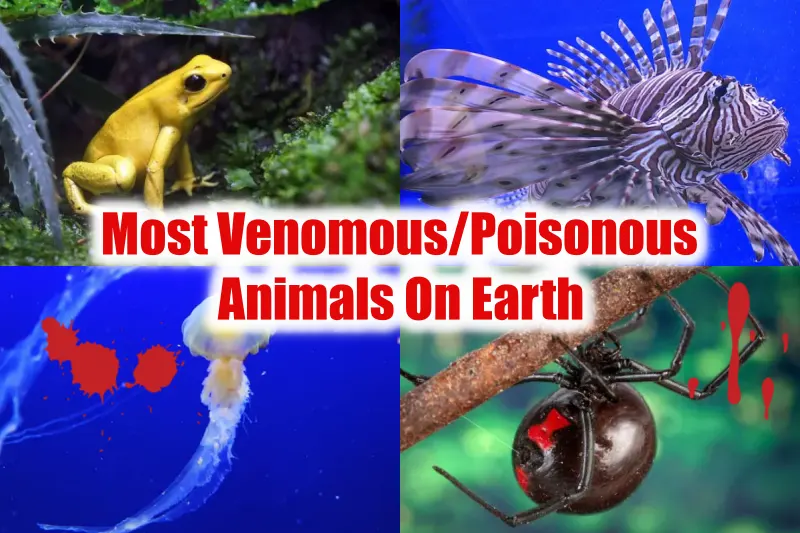 Poisonous Animals