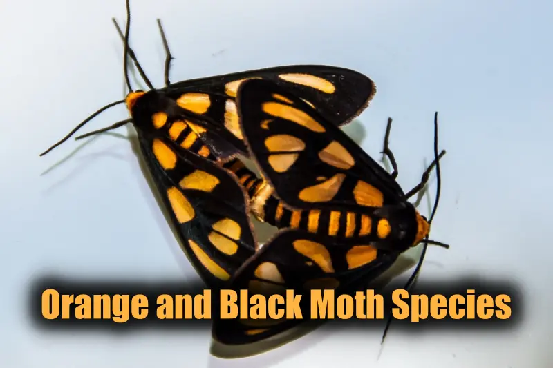 Orange and Black Moth